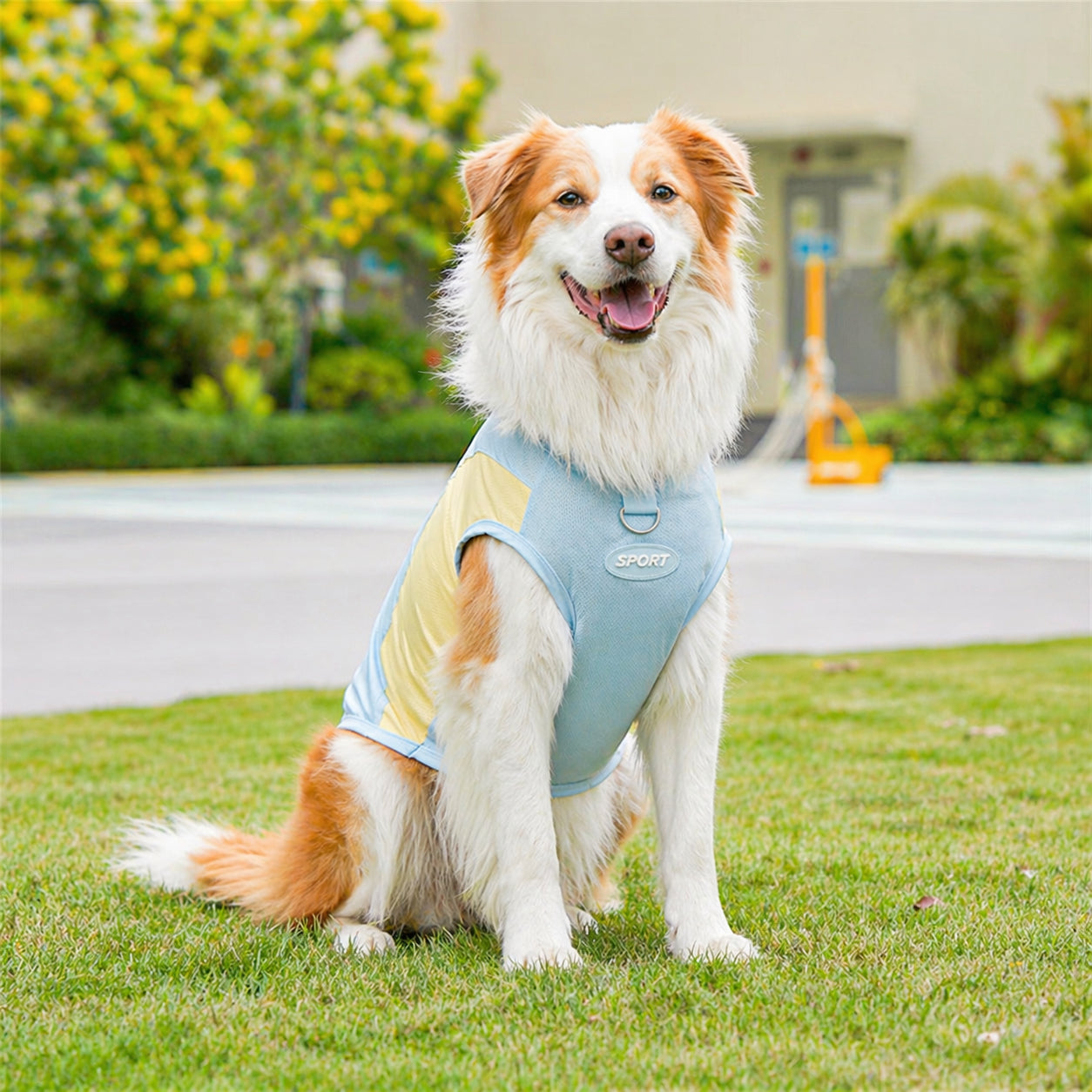 Border Collie wearing blue CanisCool Cooling Vest
