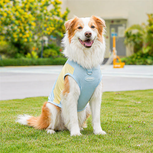 Border Collie wearing blue CanisCool Cooling Vest