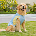 Golden Retriever wearing CanisCool Cooling Vest in Blue