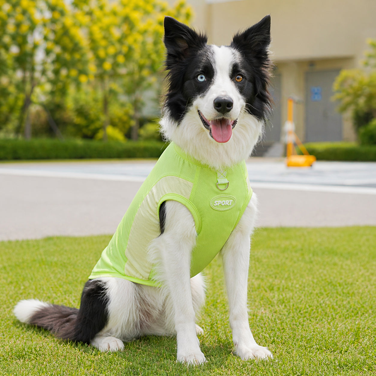 Collie wearing green CanisCool Cooling Vest